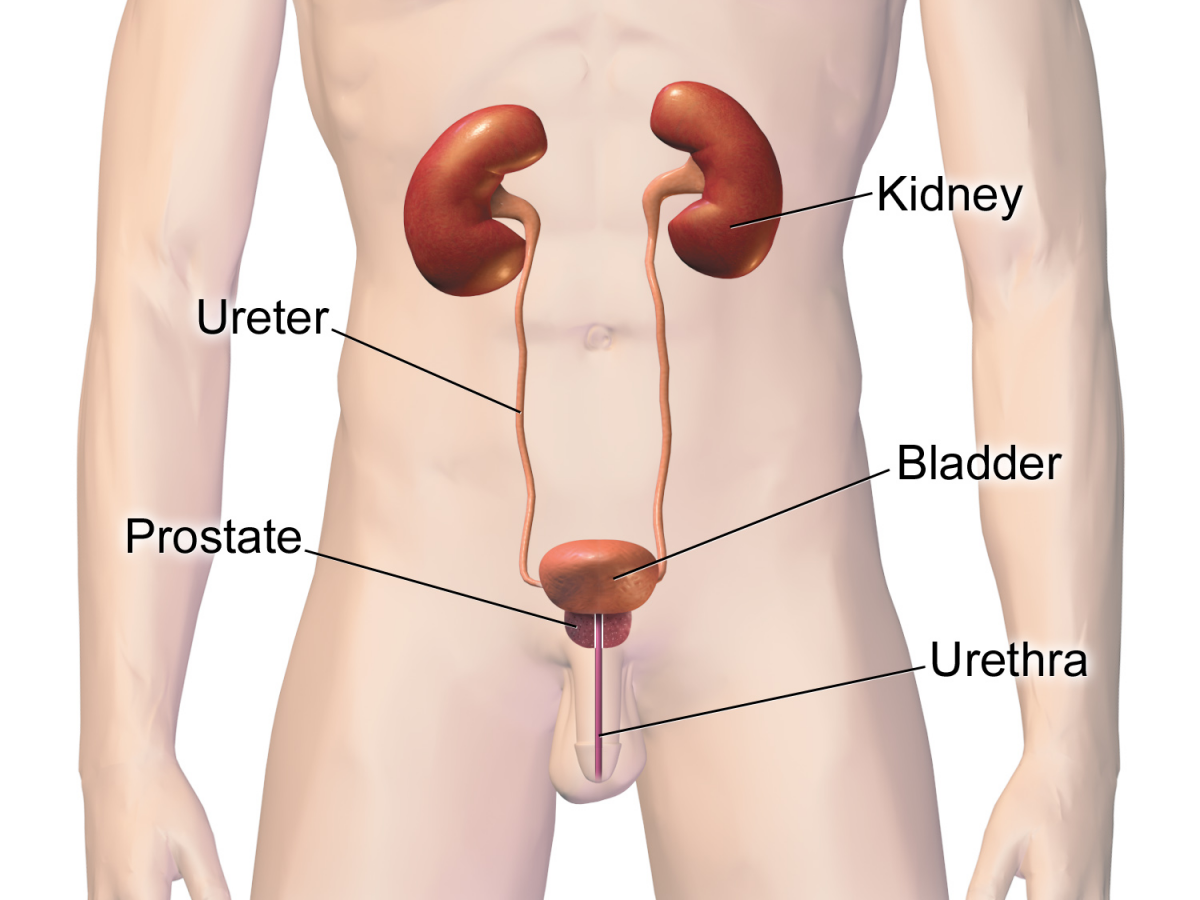 Urinary Tract Infections