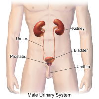 UTI Urinary Tract Infection Symptoms Diagnosis and Treatment